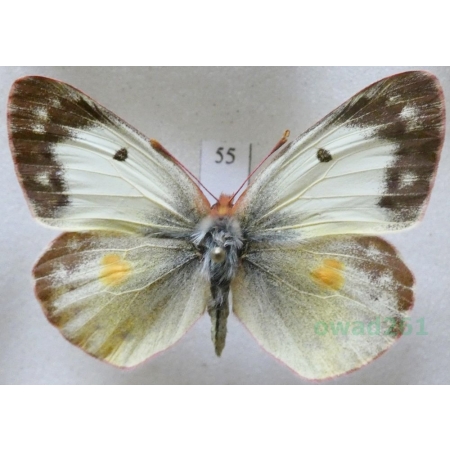 Colias erate (Esper, 1805) female Szlaczkoń erate Czech55